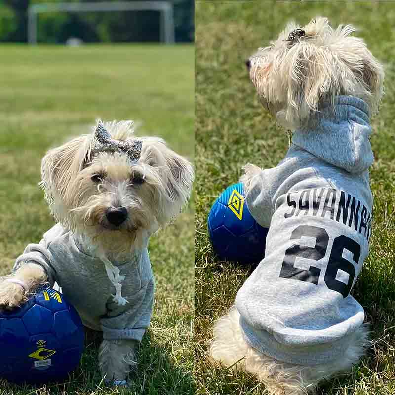 Savannah, an adorable Schnoodle, wearing the Neutral Gray Personalized Dog Hoodie from online dog clothing store they made me wear it.