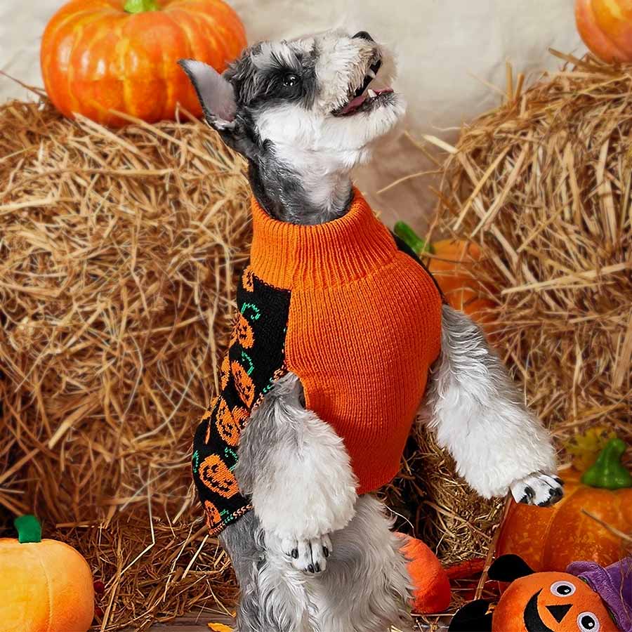 Schnauzer jumping up, wearing the adorable Pumpkin Dog Sweater from online clothing store they made me wear it for Halloween.
