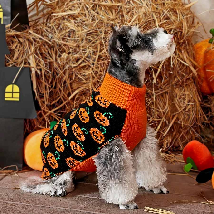 Schnauzer sitting down and looking up, wearing the adorable Pumpkin Dog Sweater from online clothing store they made me wear it for Halloween.