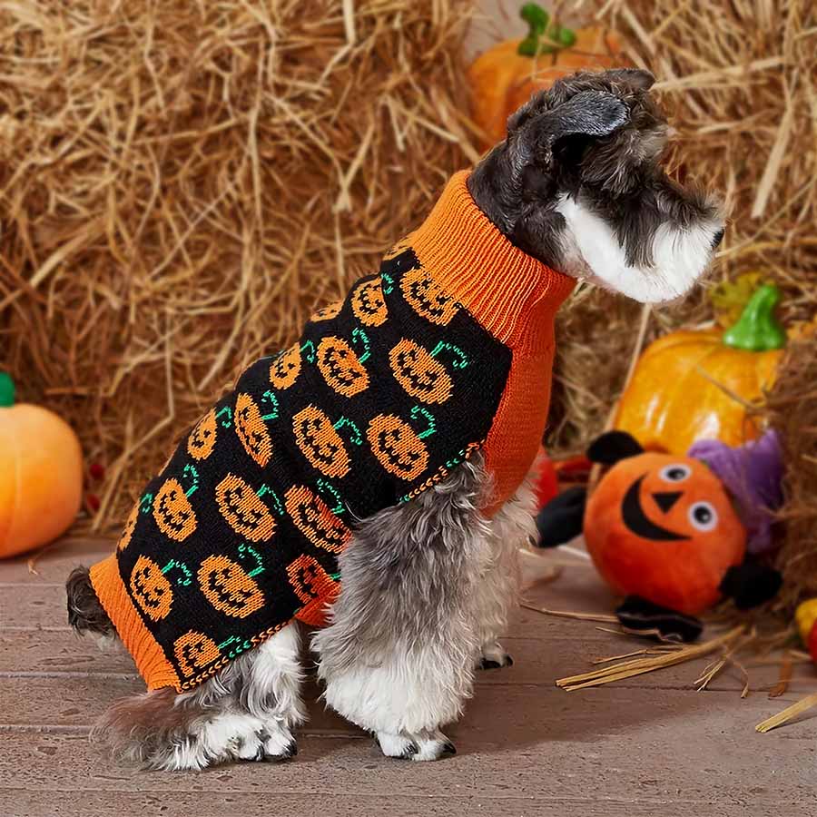  Schnauzer sitting down, wearing the adorable Pumpkin Dog Sweater from online clothing store they made me wear it for Halloween.