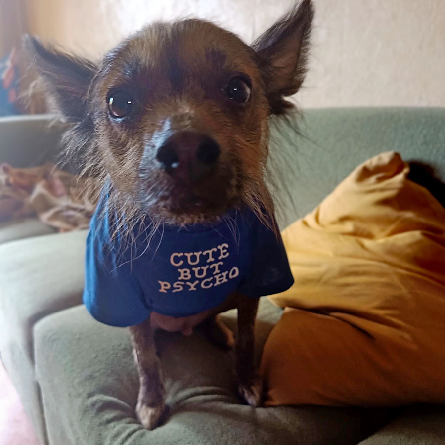 Senior chihuahua wearing the Cute But Psycho printed Summer Dog Tee in Cerulean from online dog clothing store they made me wear it.