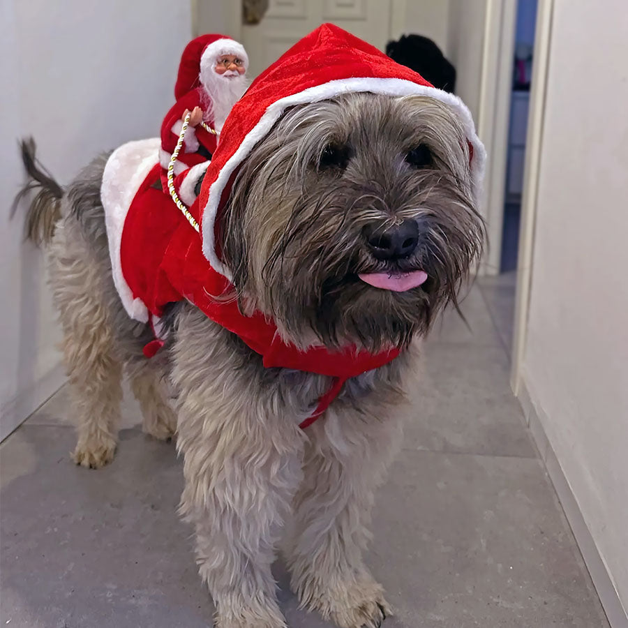 Sheepdog standing in the hallway with tongue sticking out, wearing the Festive Santa Paws Dog Costume from online dog clothing store they made me wear it.