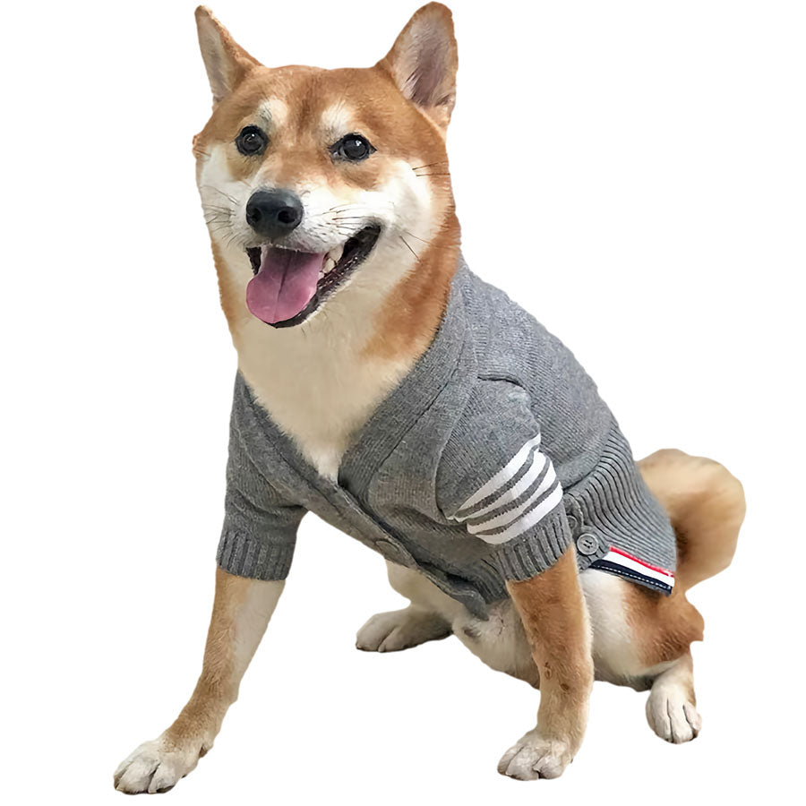 Shiba Inu sitting down, wearing the adorable English Cotton-Knit Dog Cardigan from online dog clothing store they made me wear it.