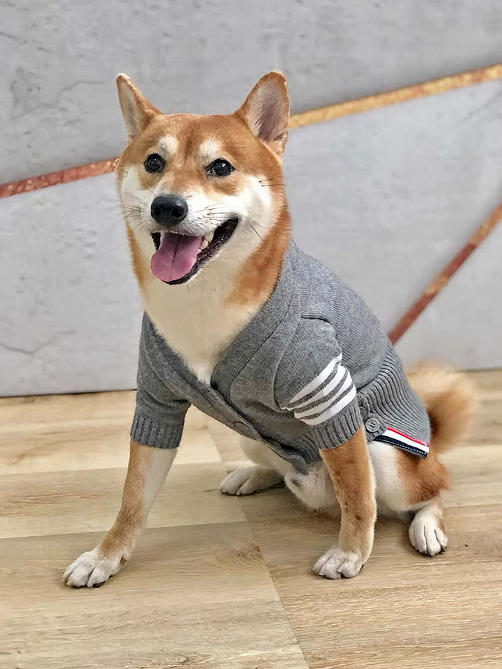 Shiba Inu sitting down, wearing the adorable English Cotton-Knit Dog Cardigan from online dog clothing store they made me wear it.