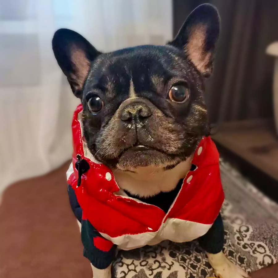 Sweet French Bulldog wearing the the red, white and blue Puffer Dog Jacket with Detachable Hood from online dog clothing store they made me wear it.