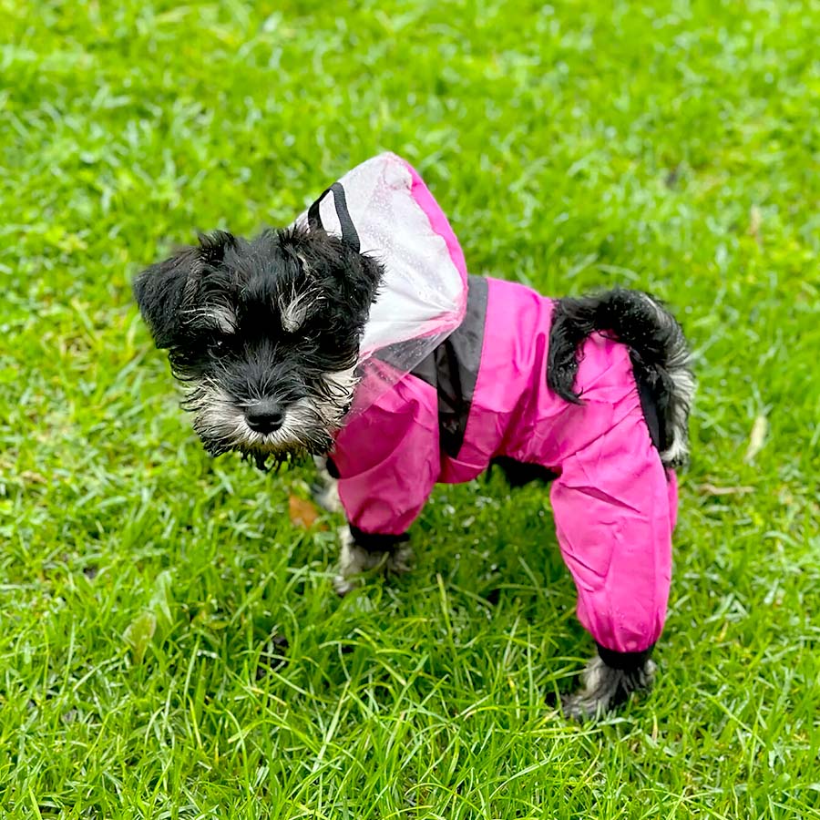Adorable Maltipoo wearing the adorable bright pink Dog Face Raincoat from online dog clothing store they made me wear it.