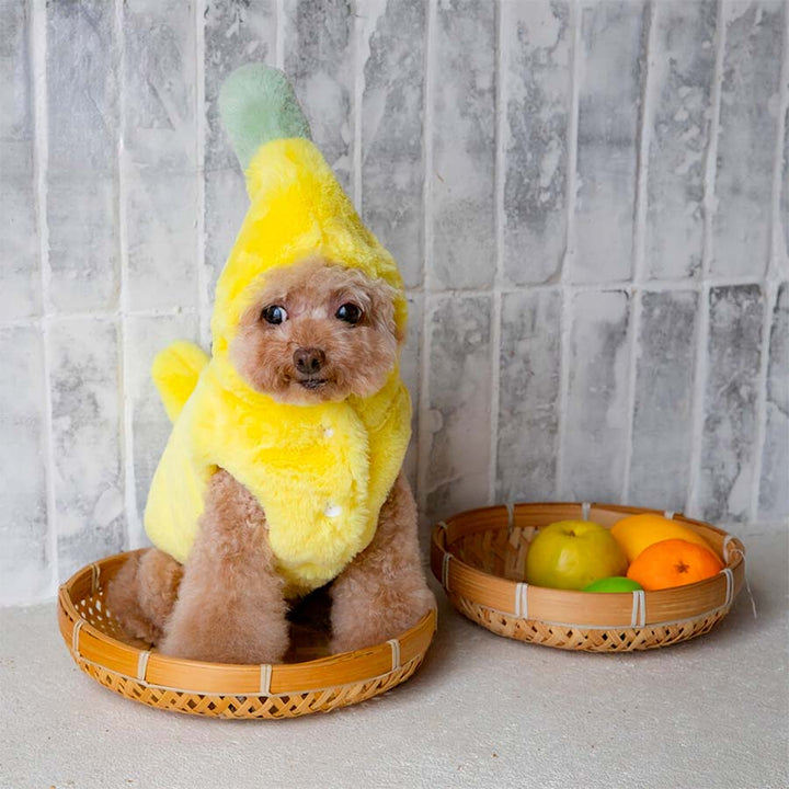 Toy poodle sitting down in a fruit basket, wearing an adorable Banana Dog Costume from online dog costume shop they made me wear it.