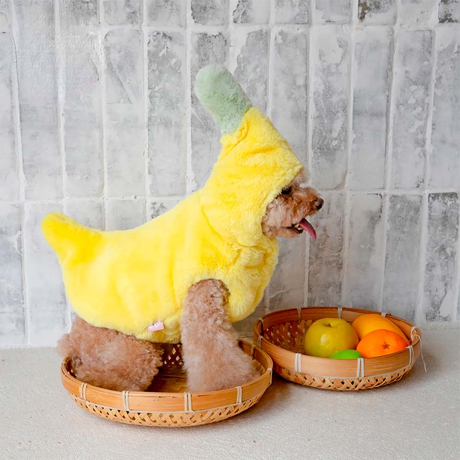 Toy poodle with tongue out, far away side shot, sitting down in a fruit basket, wearing an adorable Banana Dog Costume from online dog costume shop they made me wear it.
