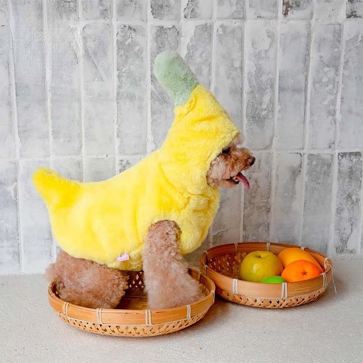 Toy poodle with tongue out, far away side shot, sitting down in a fruit basket, wearing an adorable Banana Dog Costume from online dog costume shop they made me wear it.