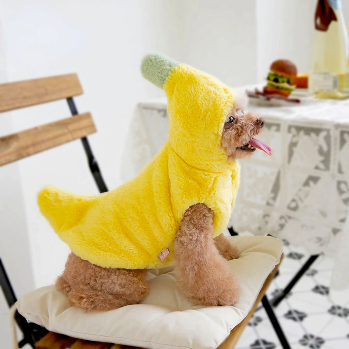Toy poodle with tongue out, happily sitting down on a chair, wearing an adorable Banana Dog Costume from online dog costume shop they made me wear it.