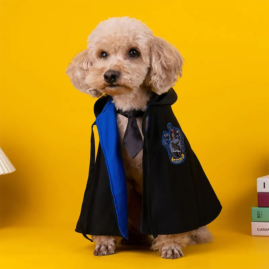 Toy Poodle wearing the Harry Pupper Ravenclaw Dog Costume  - Magical Dog Cloak Ensemble for Halloween at Hogwarts train station from online dog costume shop they made me wear it.
