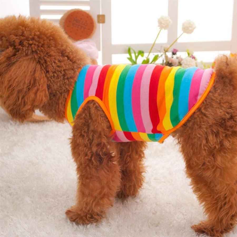 Toy Poodle wearing PRIDE Rainbow Dog T-Shirt from online dog clothing store they made me wear it.