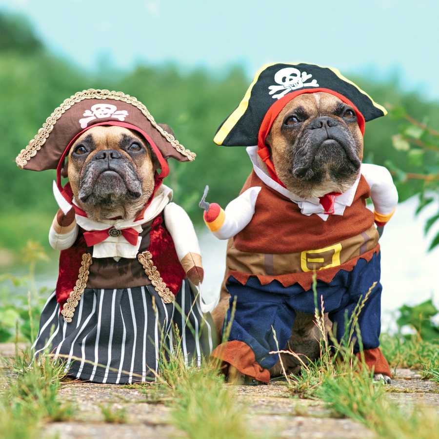 French Bulldogs standing next to a lake, dressed in our Pirate Dog Costume, perfect for Halloween Dog Costume from online dog costume shop they made me wear it.