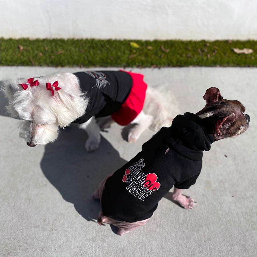 The Perfect Valentine's Day Dogs Willow, a Bichon Frise, Maltese & Havanese mix, wearing the Licorice Scarlet Little Angel Dog Dress and Dilla, a French Bulldog & Boston Terrier mix wearing Black The Snuggle is Real Dog Hoodie from they made me wear it. 