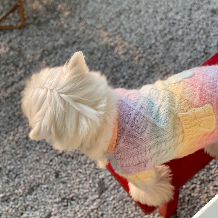 Westie standing on a stool, wearing the adorable Rainbow Wool-Knitted Dog Cardigan from online dog clothing store they made me wear it.
