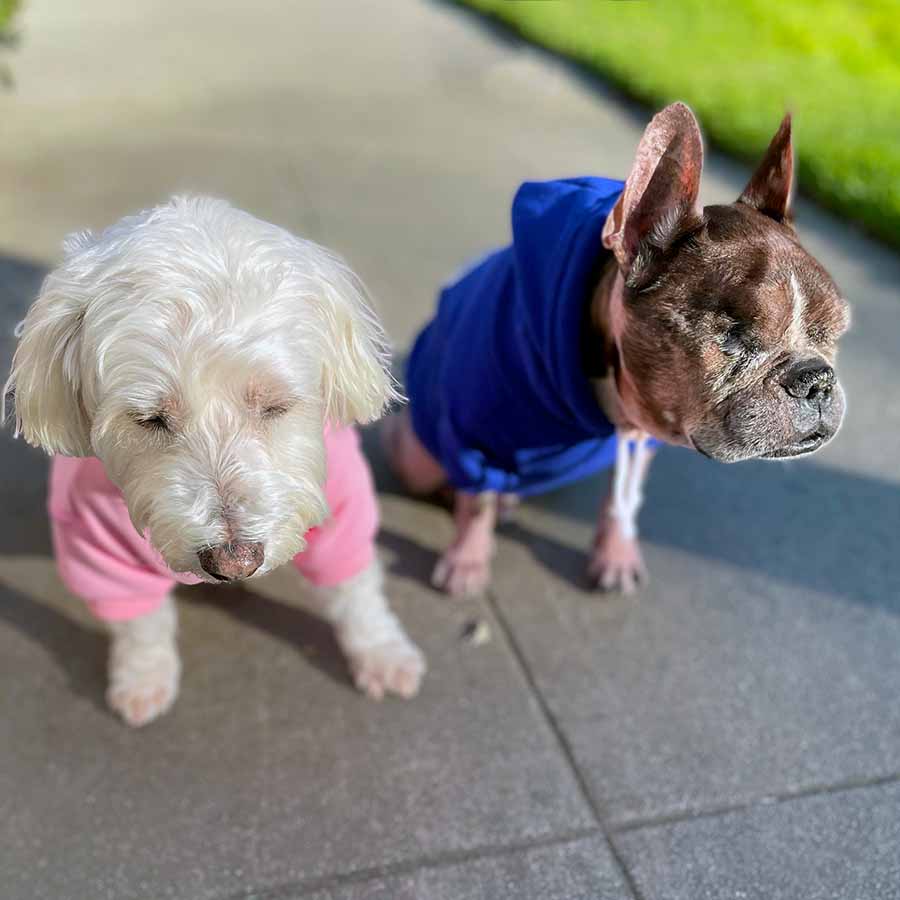 Willow and Dilla sitting down wearing the Who Rescued Who Dog Hoodie in Bubblegum and Royal Blue from online dog clothing store they made me wear it. 