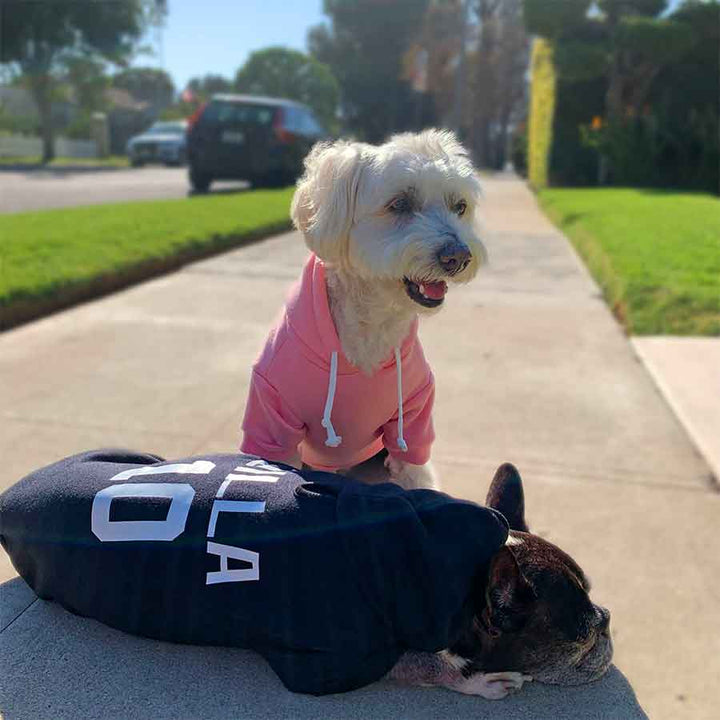 Willow, a Bichon Frise, Maltese & Havanese mix and Dilla, a French Bulldog & Boston Terrier mix, and Dilla wearing the Personalized Dog Hoodie available in Blush & Ebony from online dog clothing store they made me wear it.