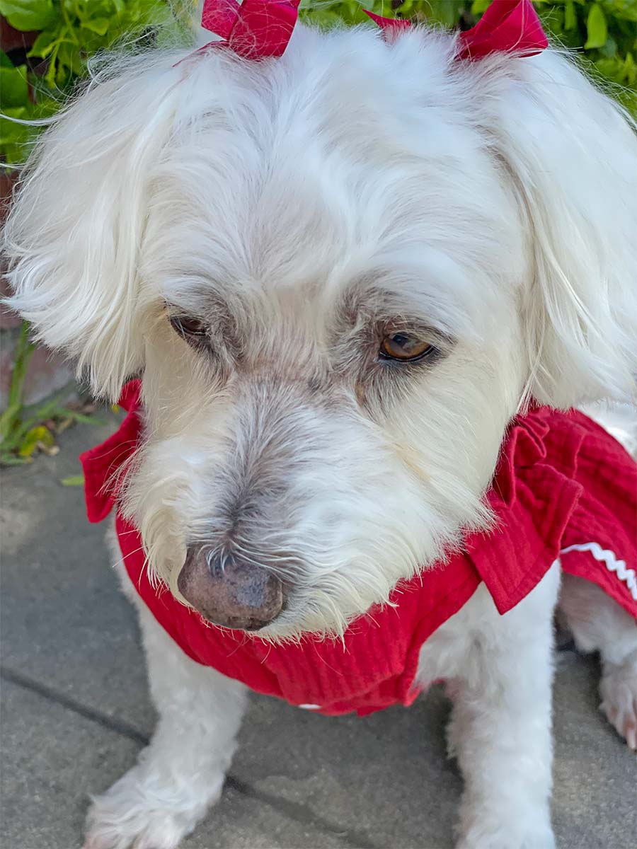 Willow, a Bichon Frise, Maltese Havanese mix, close up of her sitting down, wearing the beautiful Fiesta Dog Dress in rojo from online dog clothing store they made me wear it.