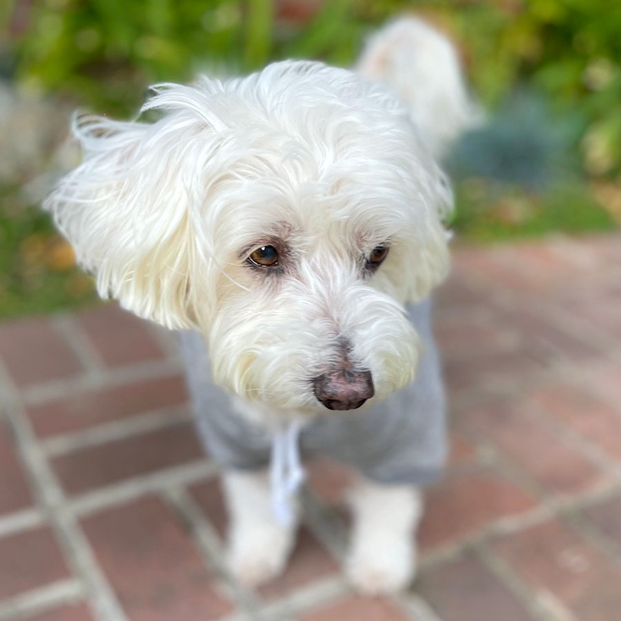 Willow, a Bichon Frise, Maltese & Havanese mix wearing the Heather Gray Hungry I Am Dog Hoodie from online dog clothing store they made me wear it.
