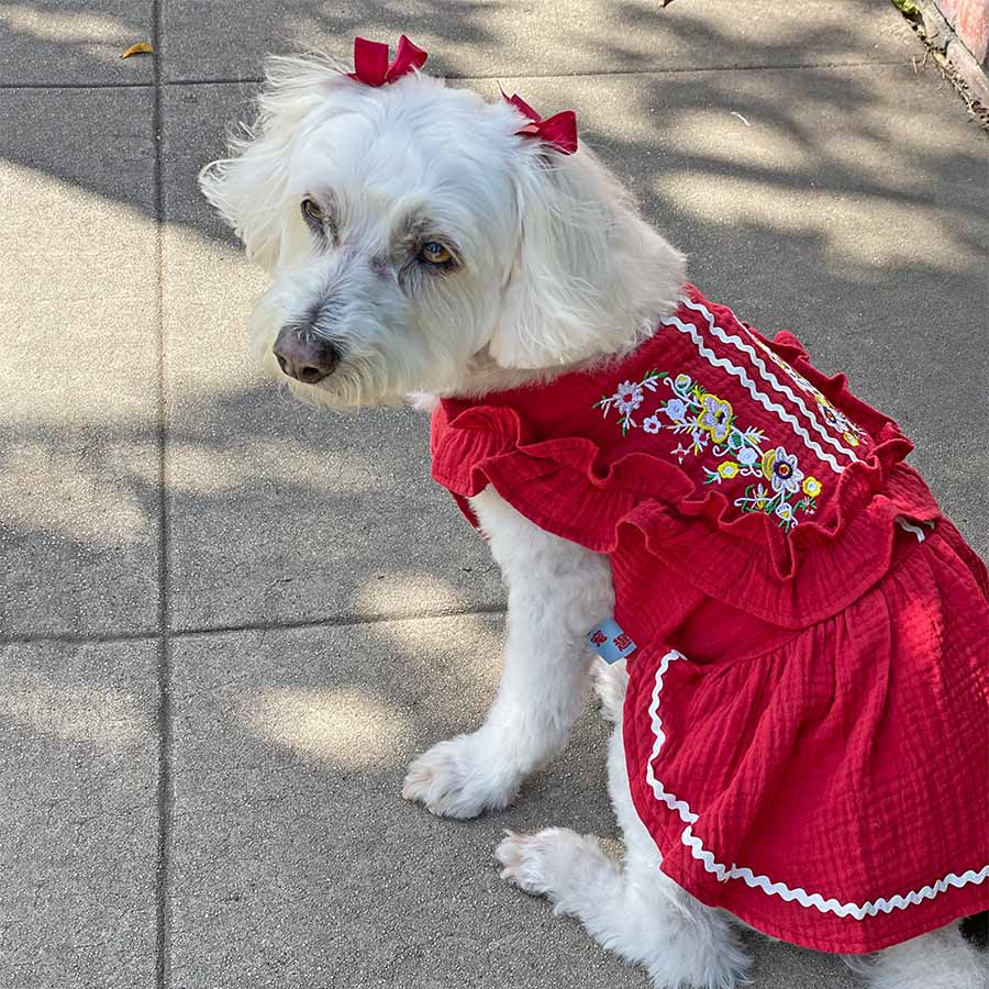 Willow, a Bichon Frise, Maltese Havanese mix, sitting down and looking at the camera, and showing off the back of the beautiful Fiesta Dog Dress in rojo from online dog clothing store they made me wear it.