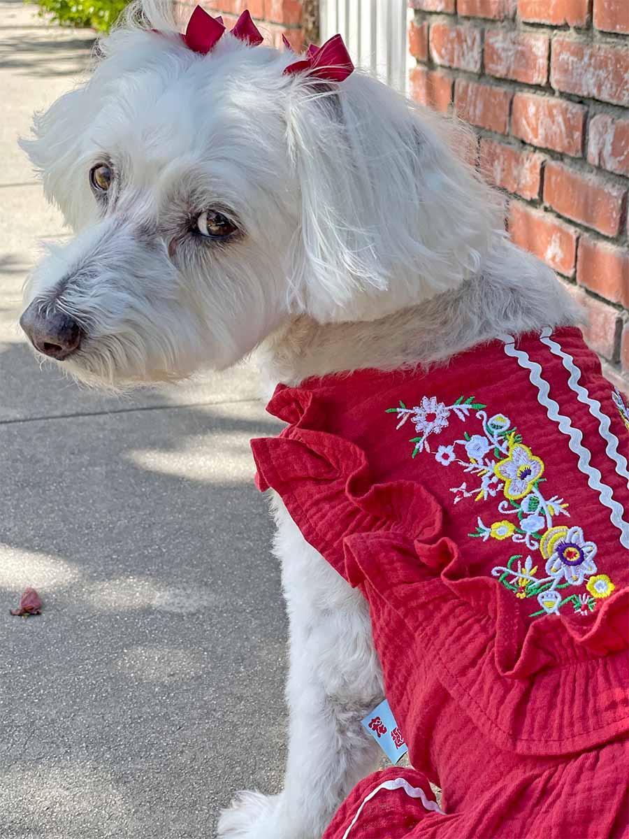 Willow, a Bichon Frise, Maltese Havanese mix, looking at the camera, and showing off the back of the beautiful Fiesta Dog Dress in rojo from online dog clothing store they made me wear it.