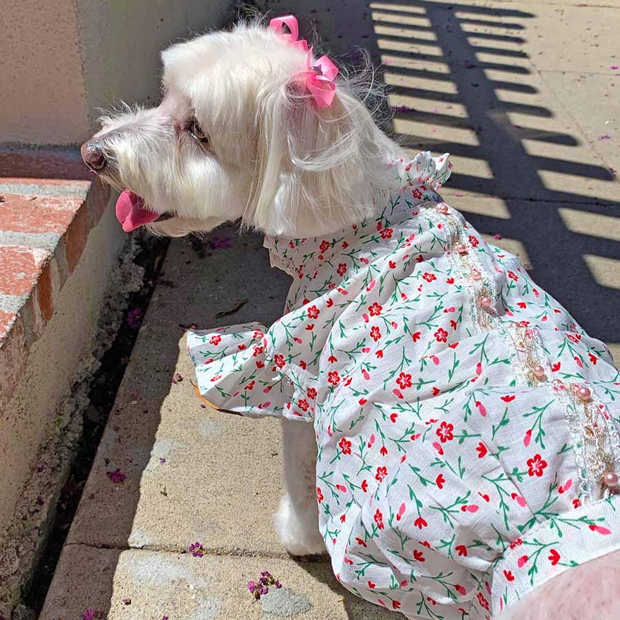 Willow, a Bichon Frise, Maltese and Havanese mix looking sideways with her tongue out, wearing the beautiful Pink Daises Dog Blouse with High Ruffled Collar from online posh puppy boutique they made me wear it.