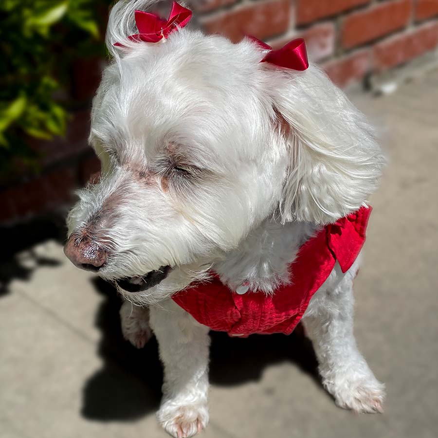 Willow, a Bichon Frise, Maltese Havanese mix sitting down in front of a brick wall, with a soft breeze, and wearing the beautiful Fiesta Dog Dress in rojo from online dog clothing store they made me wear it.