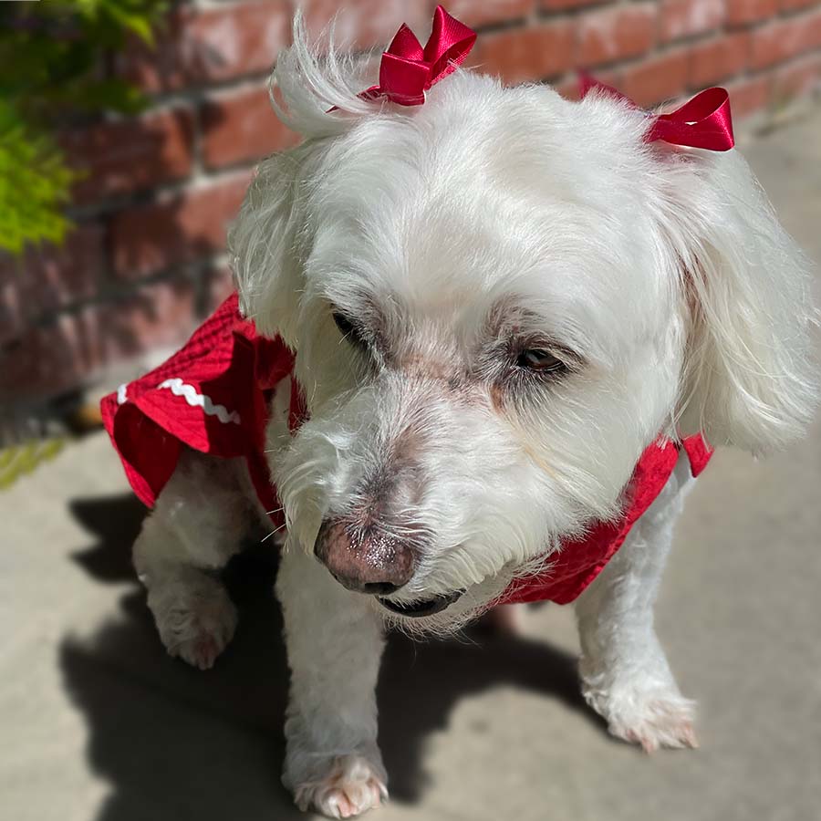 Willow, a Bichon Frise, Maltese Havanese mix sitting down in front of a brick wall, squinting, and wearing the beautiful Fiesta Dog Dress in rojo from online dog clothing store they made me wear it.