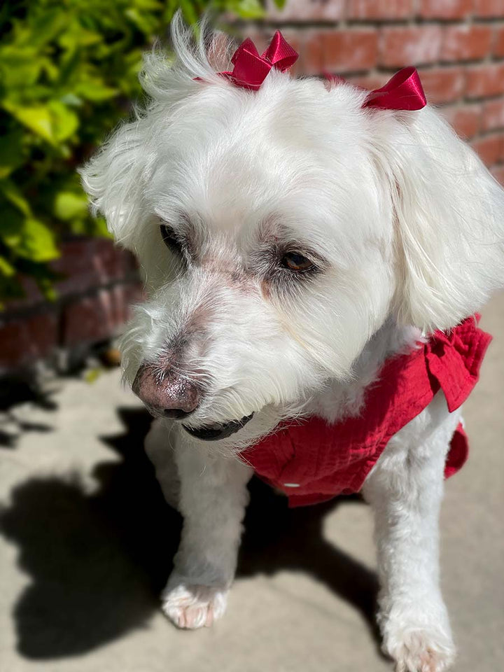 Willow, a Bichon Frise, Maltese Havanese mix sitting down, wearing the beautiful Fiesta Dog Dress in rojo from online dog clothing store they made me wear it.