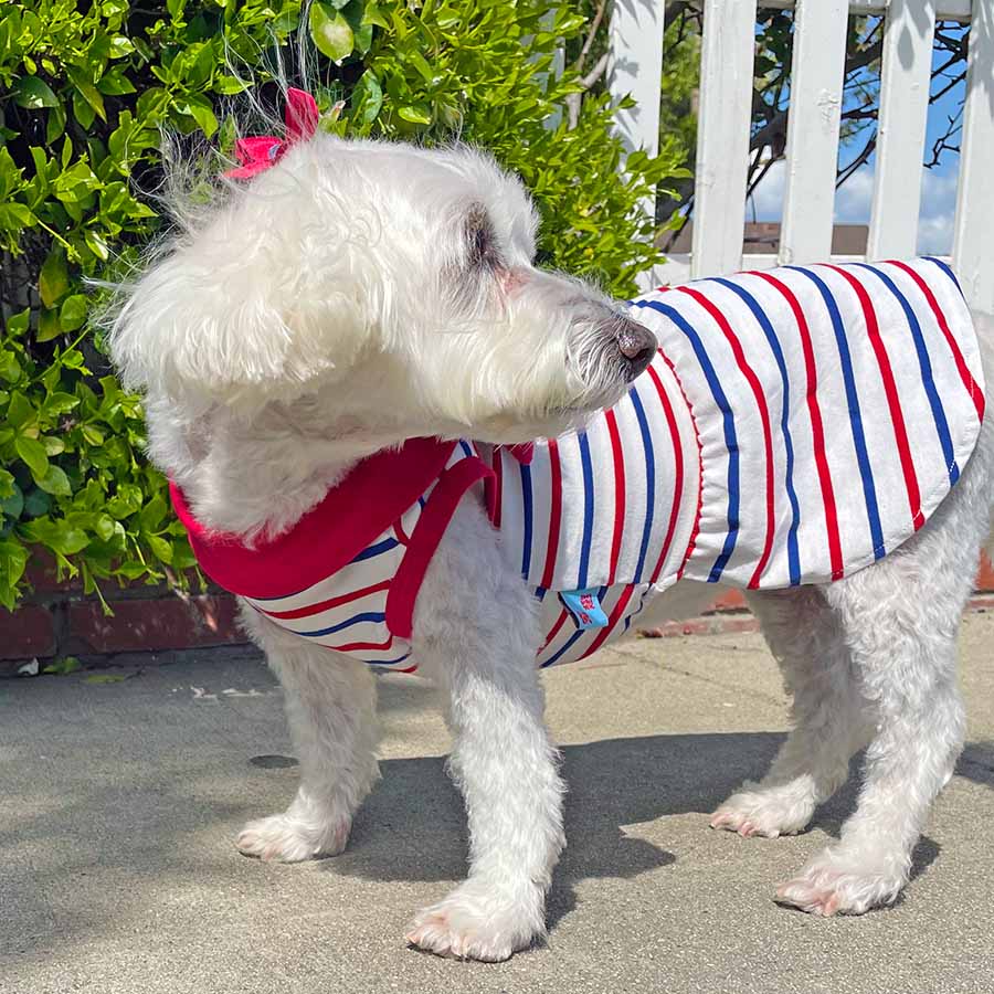 Willow, a Bichon Frise, Maltese and Havanese mix wearing the adorable Sailor Dog Dress from online dog clothing store they made me wear it.