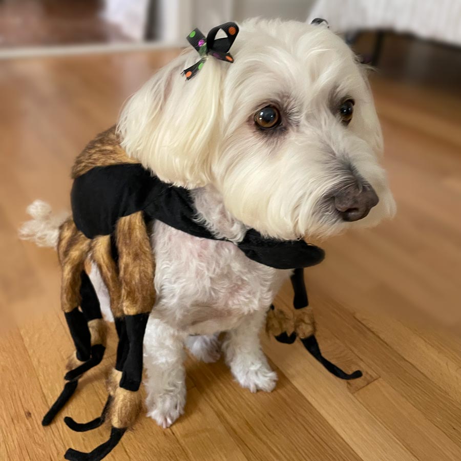Willow, Bichon frise, Maltese and Havanese mix wearing the adorable Tarantula Dog Costume from online dog costume shop they made me wear it.