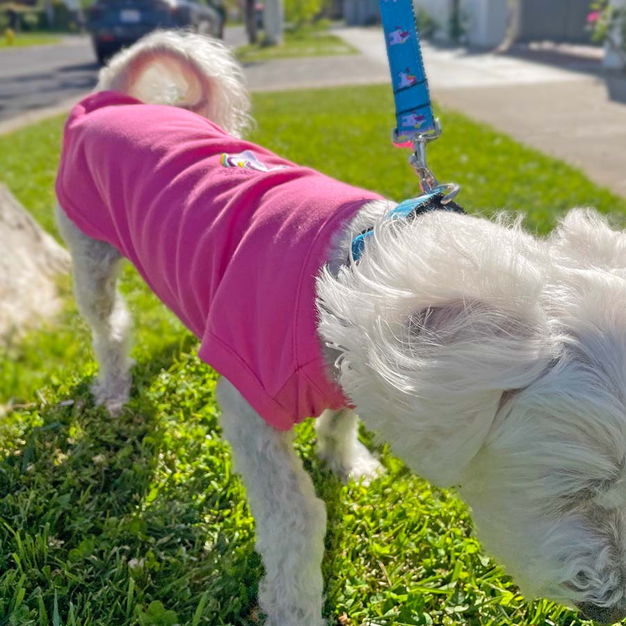 Willow, a Bichon Frise, Maltese and Havanese mix, sitting walking wearing the Blue Rose Unicorn Dog Collar & Leash set and the adorable Hot Pink Embroidered Unicorns Rock Hot Pink Dog Tee from online dog clothing store they made me wear it.