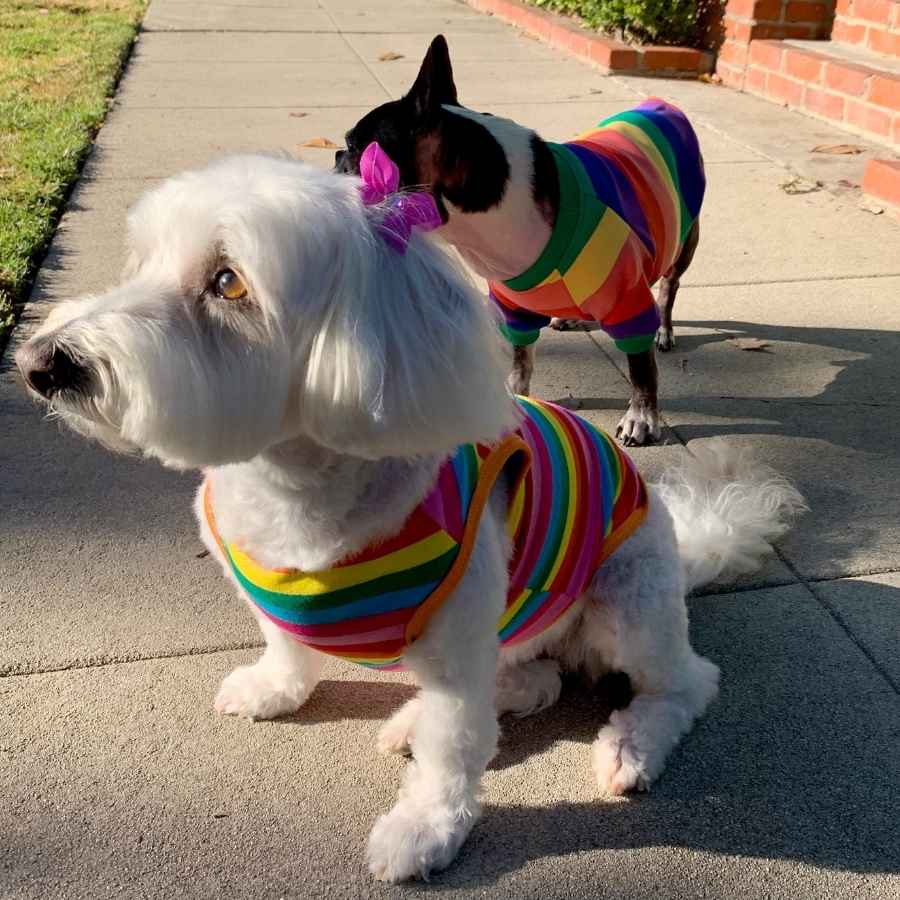 Willow, a Bichon Frise, Maltese and Havanese mix shines brightly in her PRIDE Rainbow Dog T-Shirt from online dog clothing store they made me wear it.