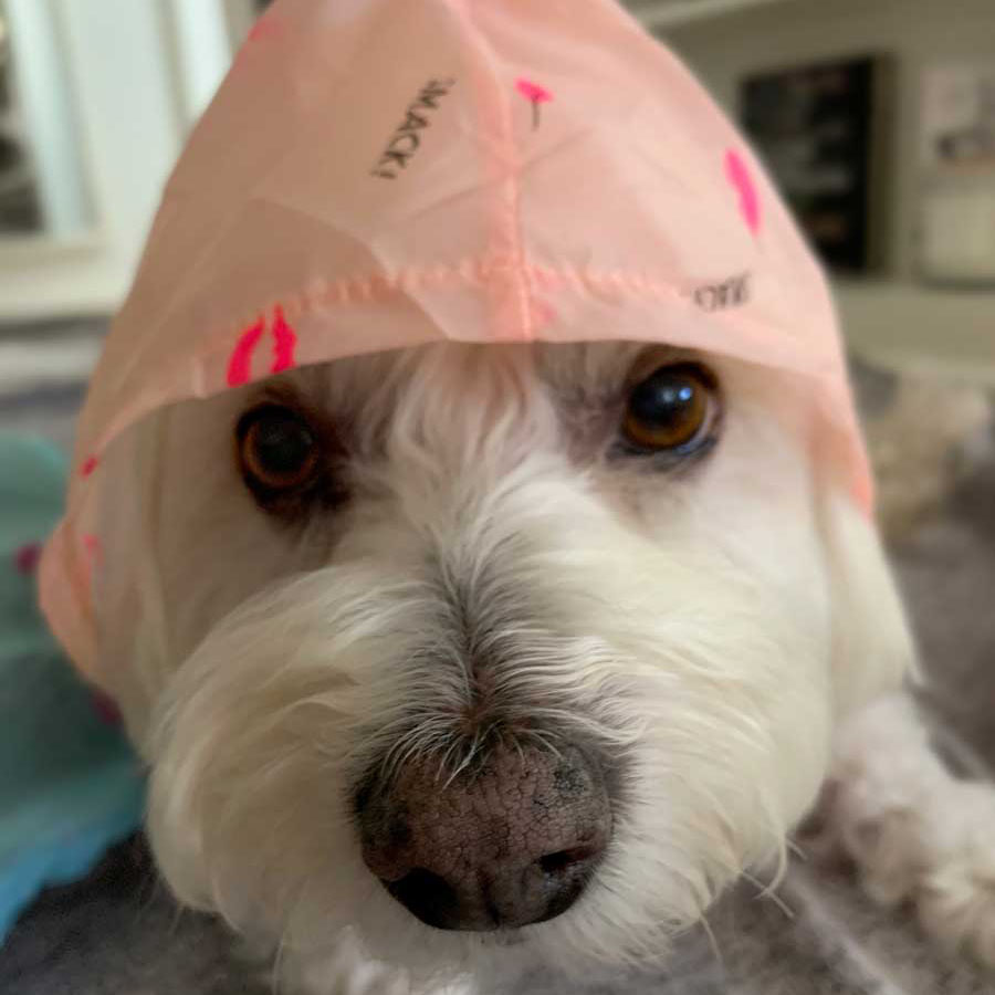 Willow, a Bichon Frise, Maltese and Havanese mix wearing the Pink Lemonade Anti-UV Sun Protection Dog Hoodie from online dog clothing store they made me wear it.