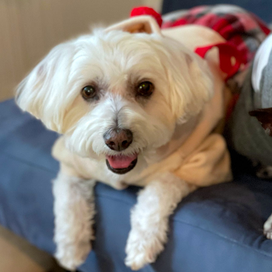 Willow, Bichon Frise, Maltese and Havanese mix laying down on the couch and wearing the Rudolph the Red-Nosed Reindeer Plaid Dog Dress with Antlers from online dog clothing store they made me wear it.