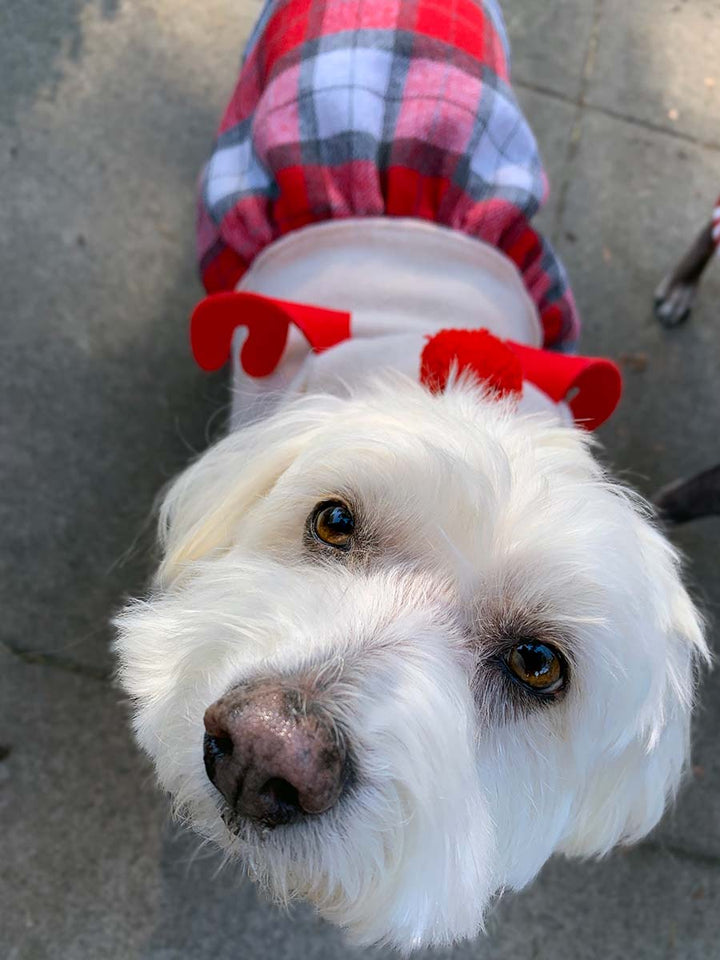 Willow, Bichon Frise, Maltese and Havanese mix wearing the Rudolph the Red-Nosed Reindeer Plaid Dog Dress with Antlers from online dog clothing store they made me wear it.