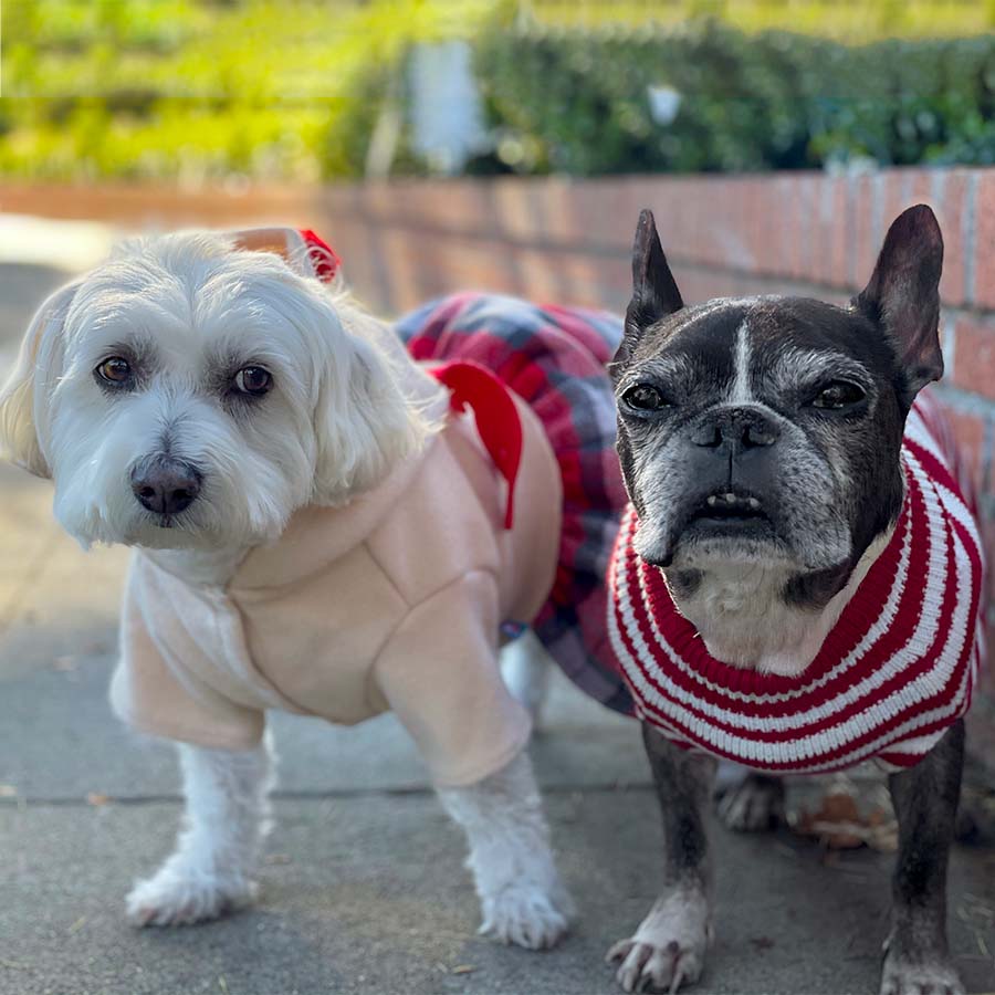 Willow and Dilla wearing holiday Christmas Dog Costume standing in front of the Lilley House in Toluca Lake, CA.