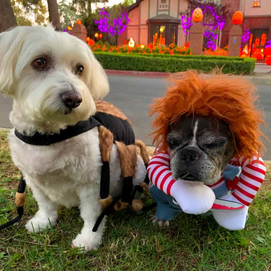 Willow and Dilla dressing up and celebrating their favorite holiday at Lilley Hall Historic Home in Toluca Lake.