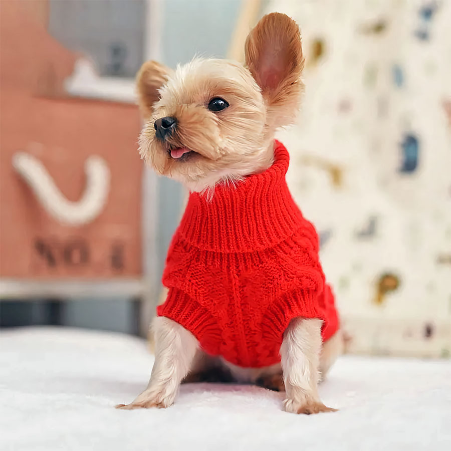 Yorkshire Terrier sitting down with tongue out, wearing the Classic Dog Turtleneck in Carnelian from online dog clothing store they made me wear it.