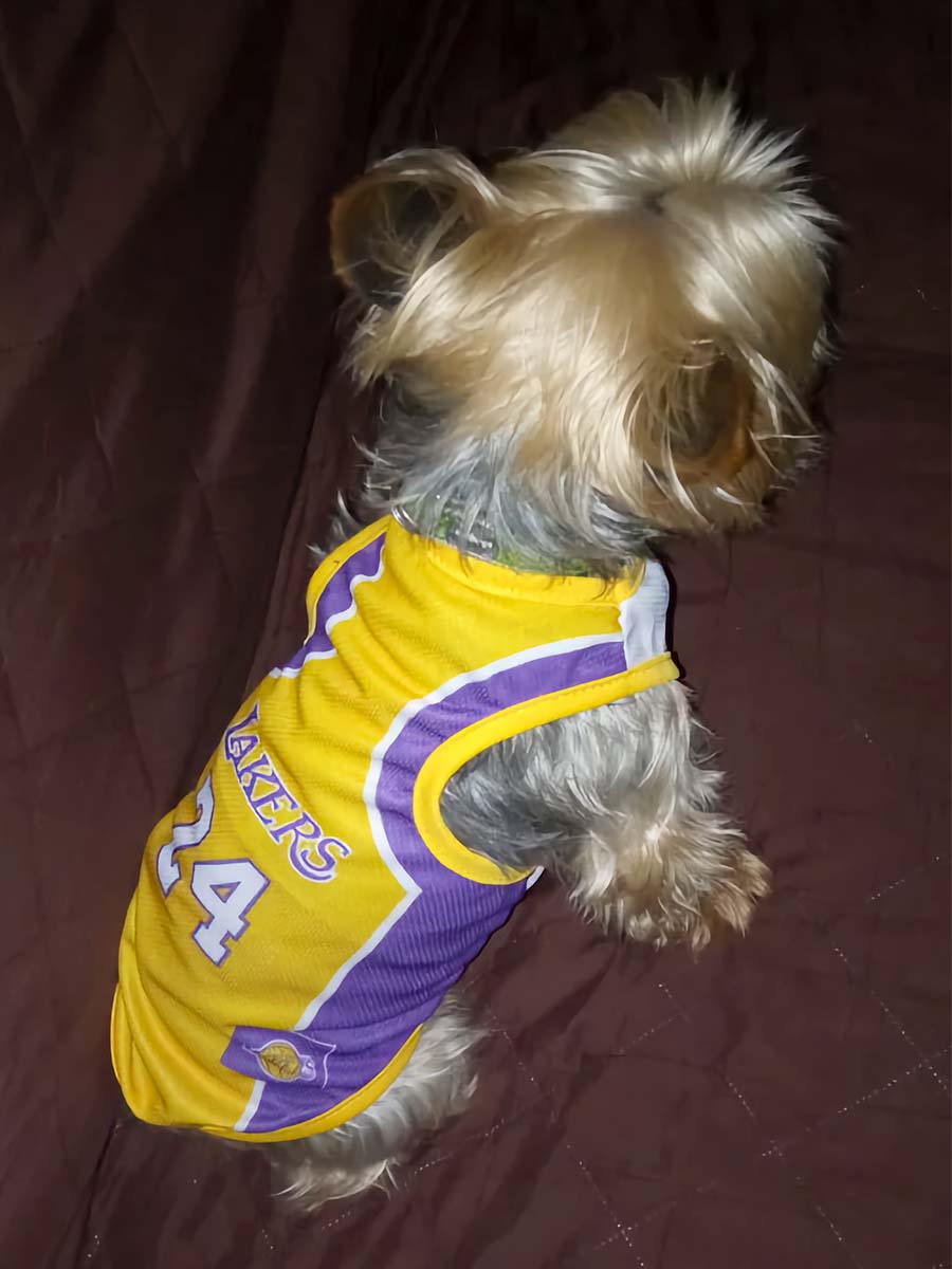 Yorkshire Terrier sitting down and wearing Los Angeles Lakers Jersey #24 from online dog clothing store they made me wear it.