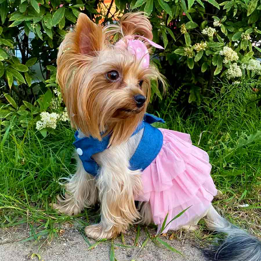 Adorable Yorkie showing off the beautiful Princess Tulle Lace Dog Dress in Jean Pink from online posh puppy boutique they made me wear it.