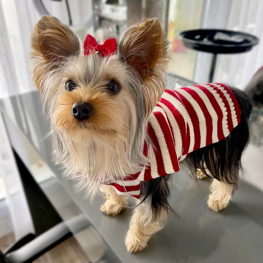 Adorable Yorkie wearing the ribbed Santa Claus Turtleneck for Dogs from online dog clothing store they made me wear it.