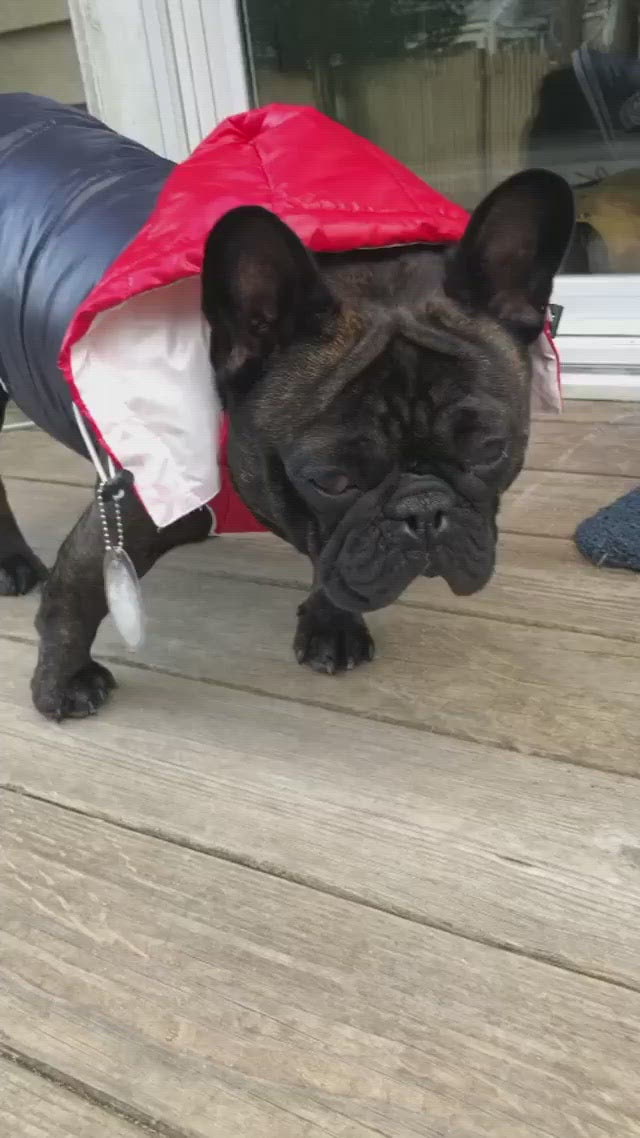 Chocolate French Bulldog named Wallace, wearing the the red, white and blue Puffer Dog Jacket with Detachable Hood from online dog clothing store they made me wear it.