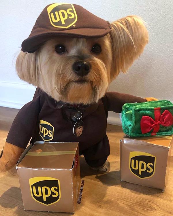 Yorkshire Terrier wearing UPS Dog Costume from online dog costume shop they made me wear it.