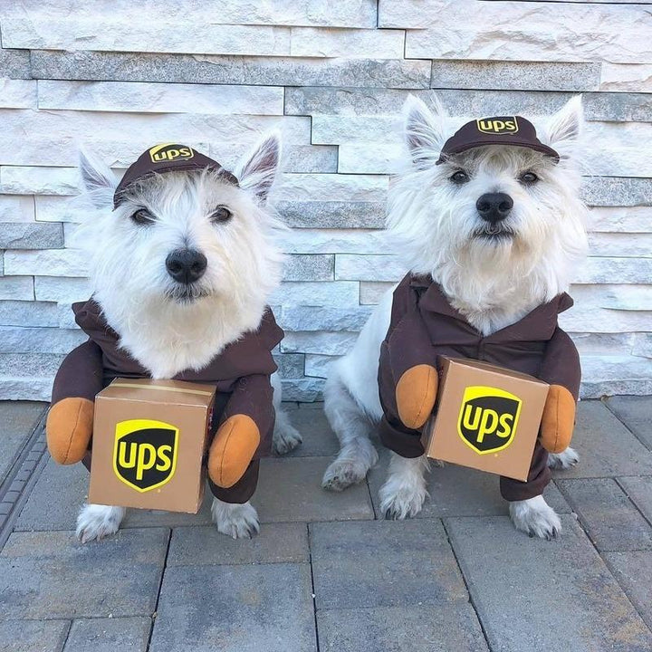 Two adorable westies wearing UPS Dog Costume from online dog costume shop they made me wear it.