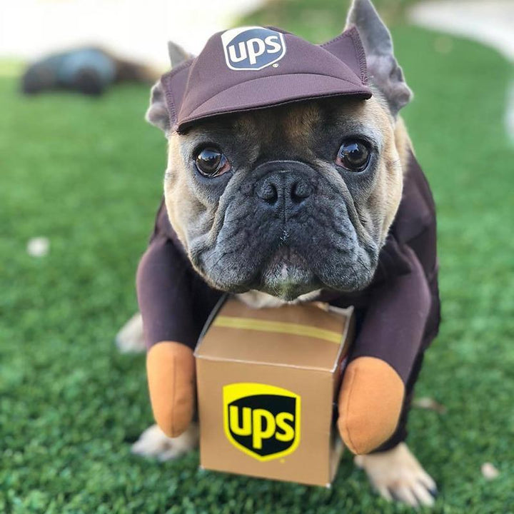 French Bulldog wearing UPS Dog Costume from online dog costume shop they made me wear it.