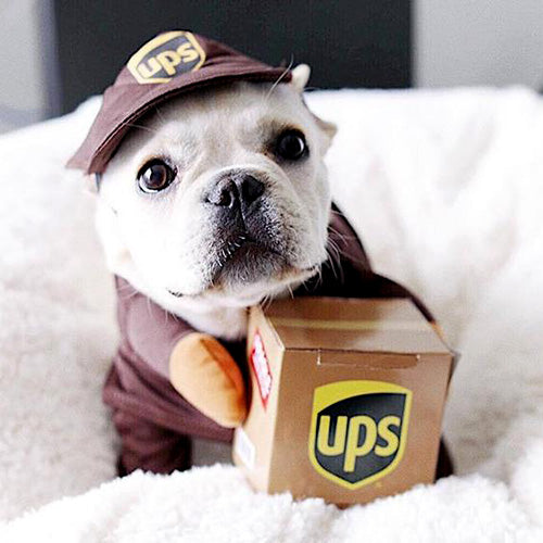French Bulldog puppy wearing UPS Dog Costume from online dog costume shop they made me wear it.