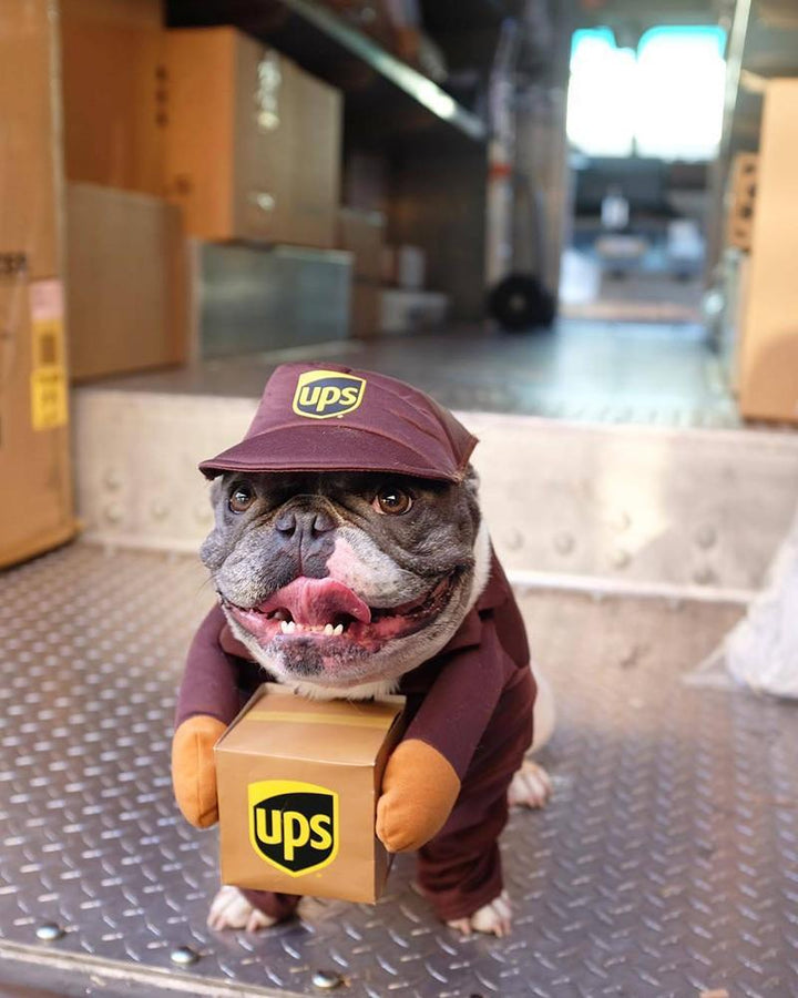 French Bulldog standing on UPS track wearing UPS Dog Costume from online dog costume shop they made me wear it.