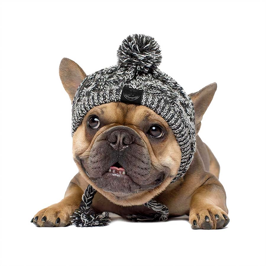 Adorable Frenchie laying down with tongue out wearing Graphite Warm Me Up Dog Beanie from online dog clothing store they made me wear it.