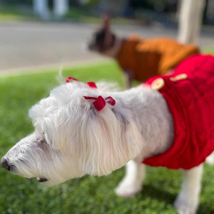 Bichon Frise, Maltese and Havanese mix, named Willow, and French Bulldog and Boston Terrier mix, wearing Ruby and Charcoal Cable Knit Button Me Up Dog Sweaters from online posh puppy boutique they made me wear it.